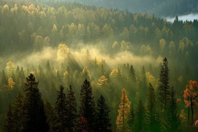 раннее осеннее утро на слиянии Урсула и Катуни фото превью