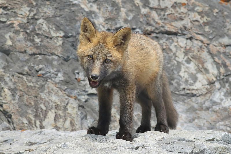 лиса Житель побережья фото превью