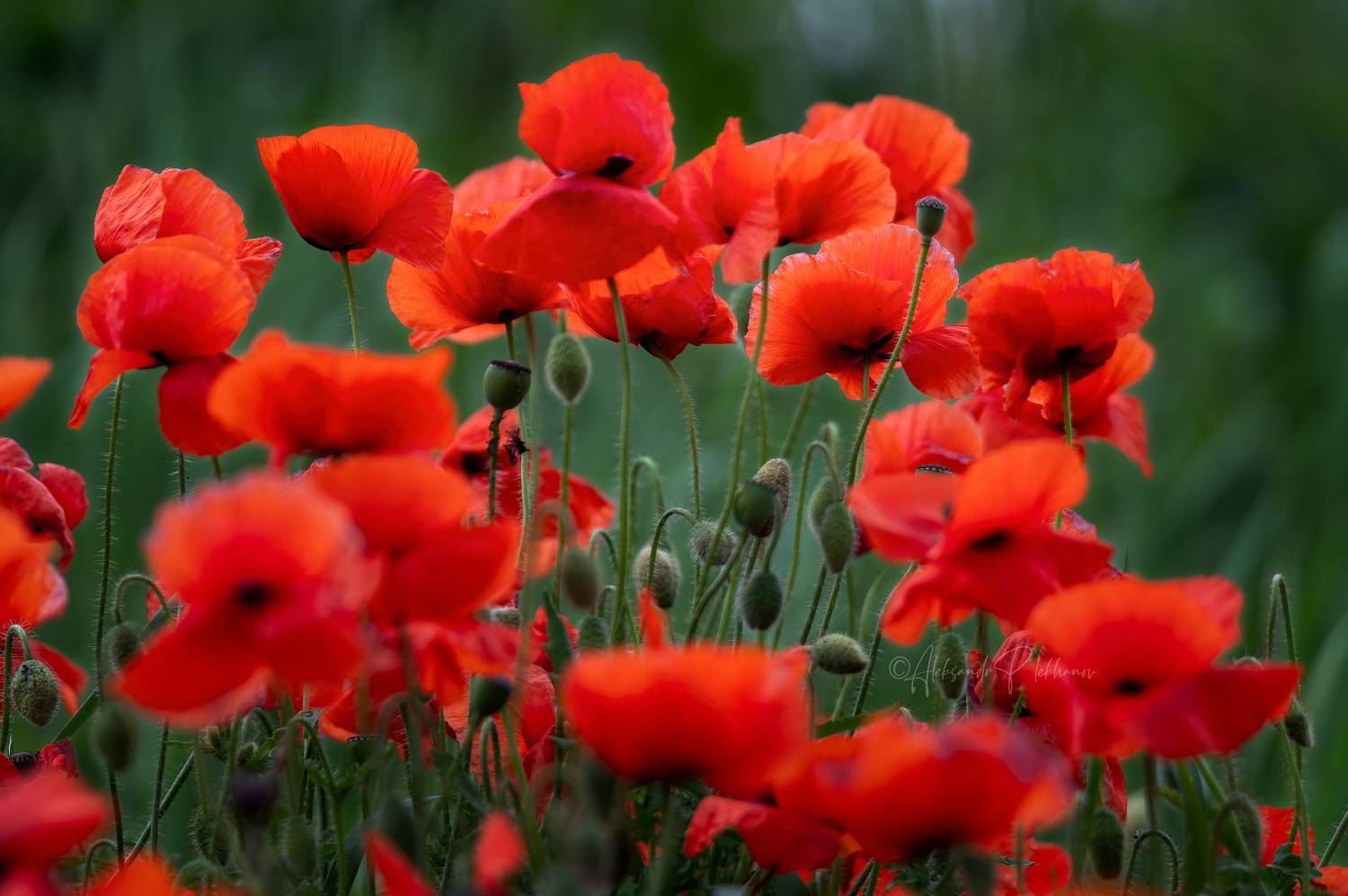 светятся, горят, маки, Плеханов Александр