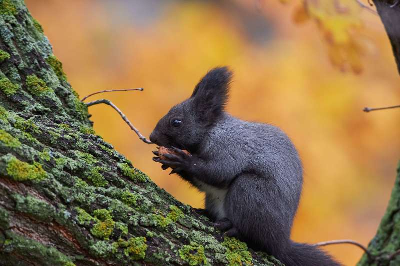 * фото превью