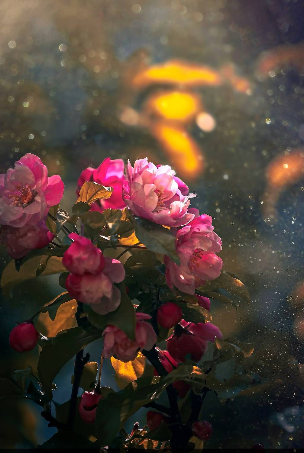 макро, macro, цветы, flower, весна, spring, яблонь, Julia Kaissa