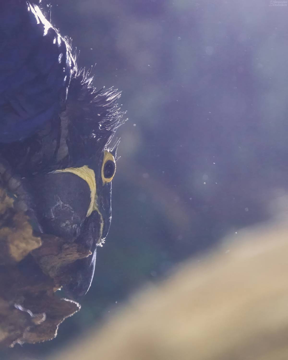 животные, портрет животного, птицы, попугаи, ара, animals, animal portrait, birds, parrot, macaw, aves, Дудников Александр