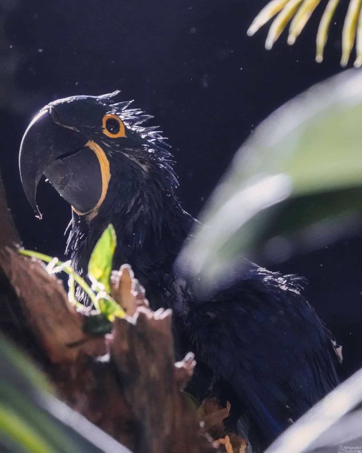 животные, портрет животного, птицы, попугаи, ара, animals, animal portrait, birds, parrot, macaw, aves, Дудников Александр