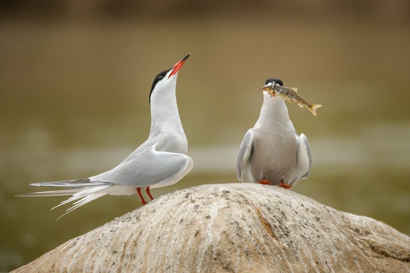 речная крачка, Sterna hirundo Подарок фото превью