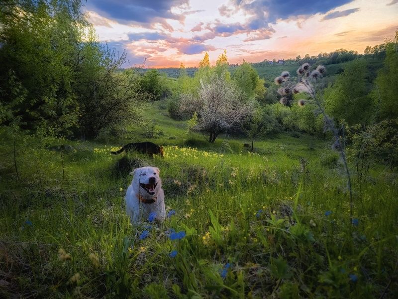 фото превью