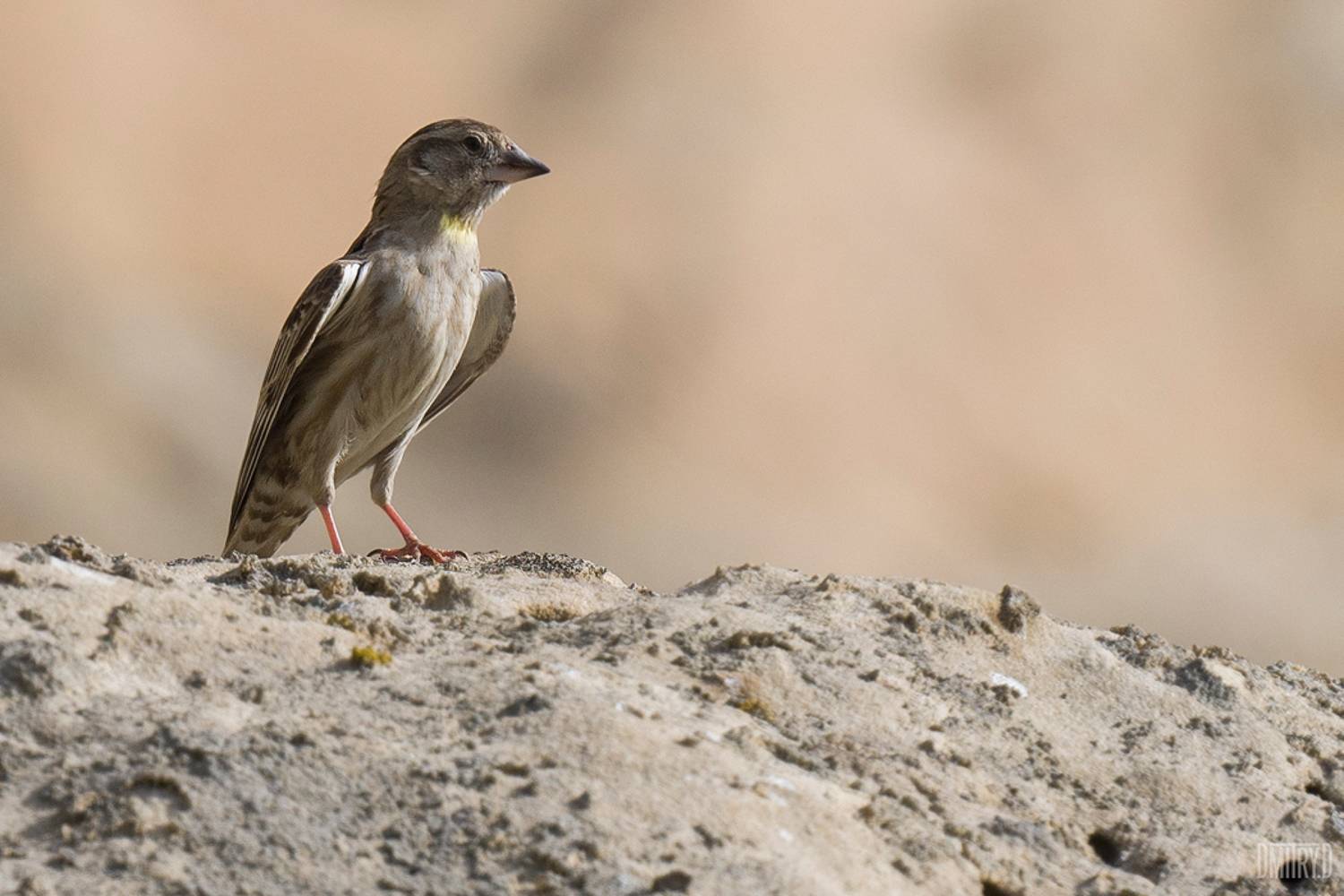 , Дмитрий Доронин