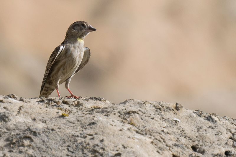 Каменный воробей фото превью
