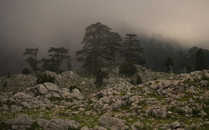 evening, fog, mysticism, evening, tree, stone, landscape, Evening фото превью