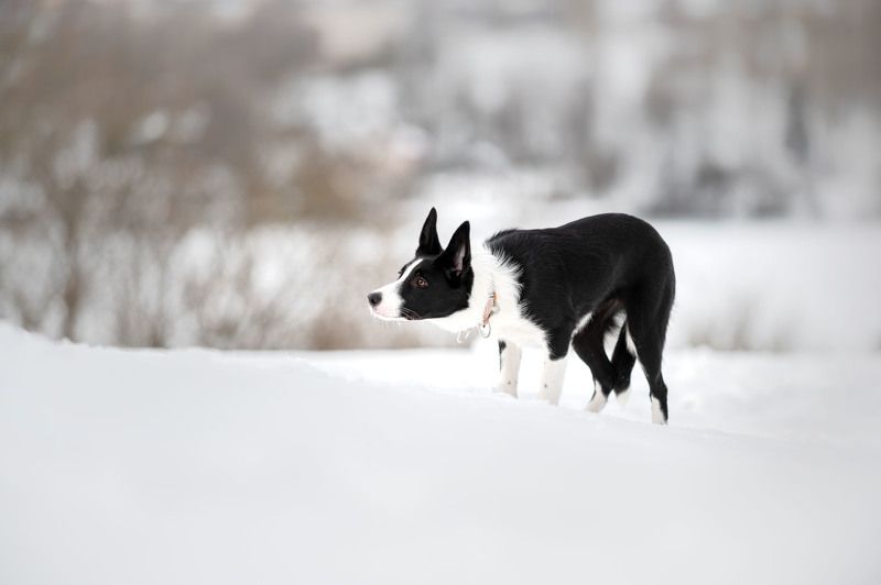 Бордер колли фото превью