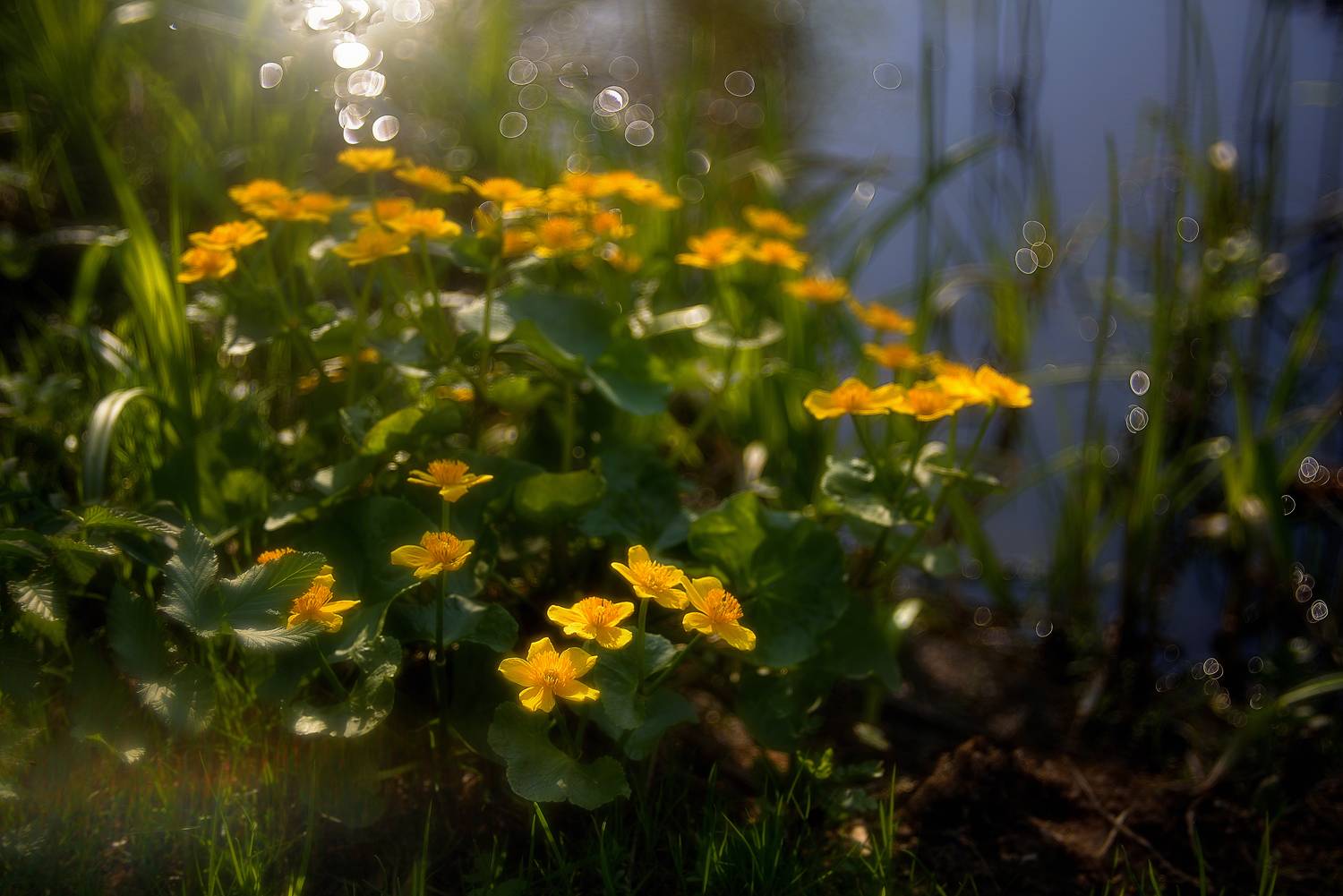 природа,цветы,калужница, Наталия К