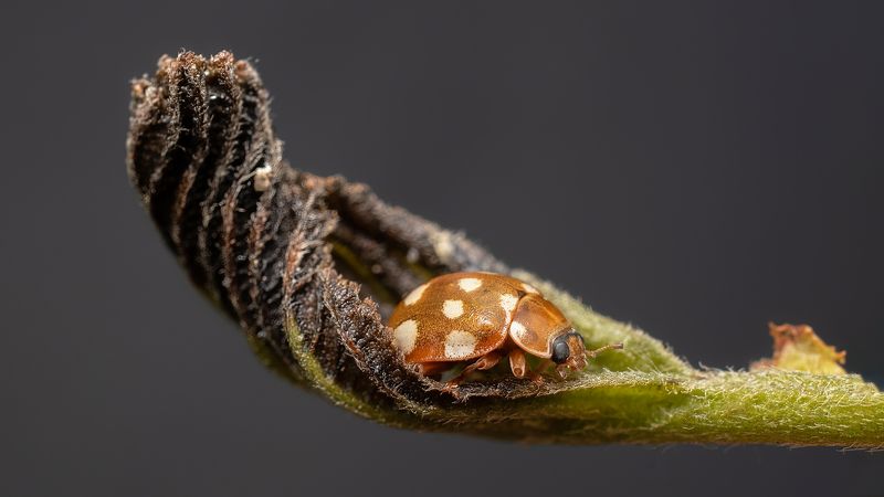 В ладошке. фото превью