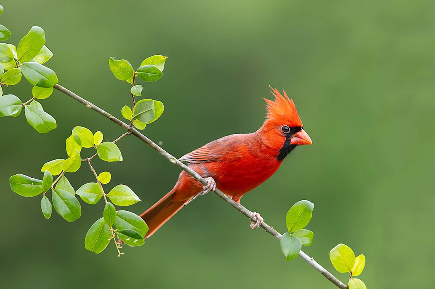красный кардинал, northern cardinal, cardinal,кардинал, Etkind Elizabeth