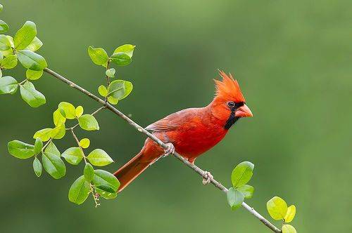 Northern Cardinal, male - Красный кардинал, самец