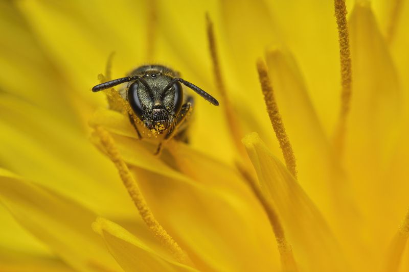 A bee in a dandelion фото превью