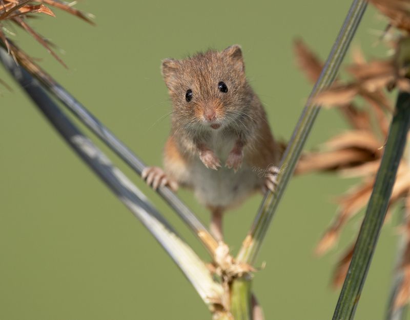 harvest mouse, mouse, rodent, animals, nature, wildlife, canon Harvest Mouse фото превью
