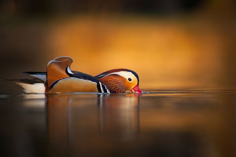 Mandarin duck фото превью
