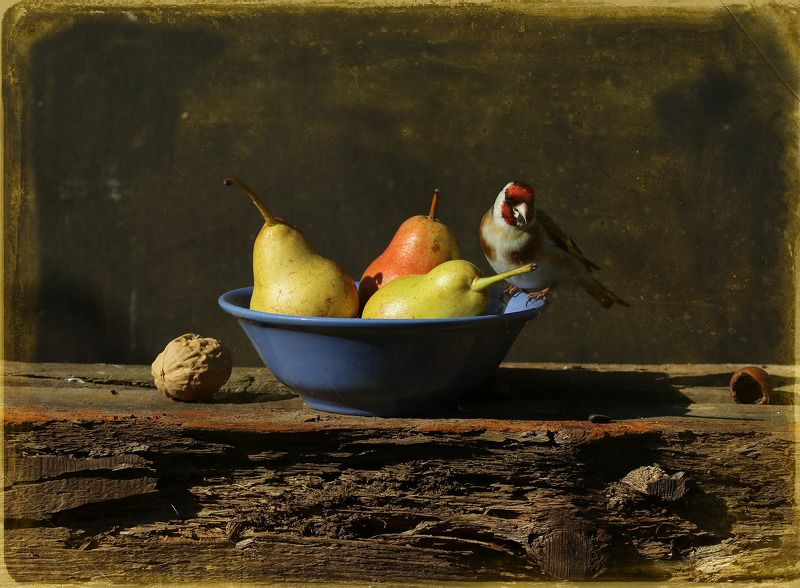 щегол Ужин Дона Кардуэлиса фото превью