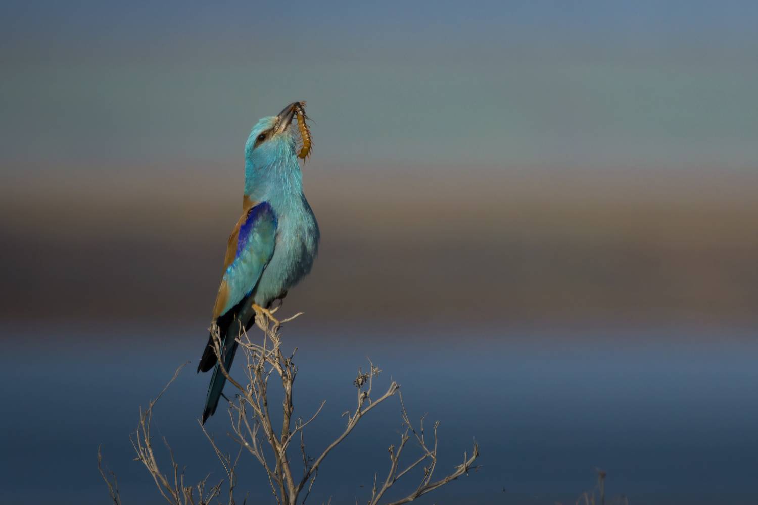 , Марат Кучкаев