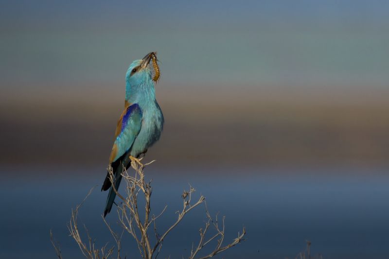 Хвастун фото превью