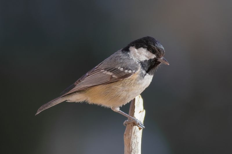 Московка фото превью