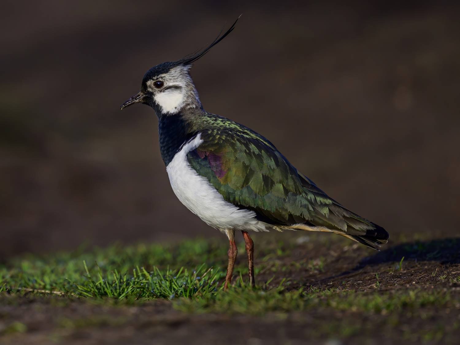 , Пупонин Сергей