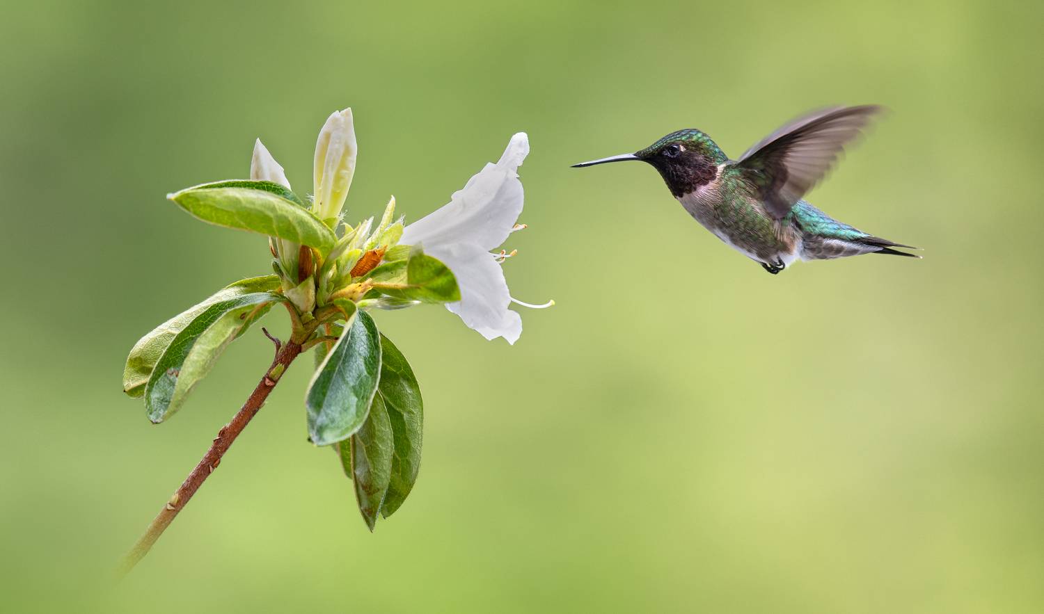 bird, humming, hummingbird, hummingbirds, hummer, rufous, nature, animals, wild, action, dynamic, Atul Saluja