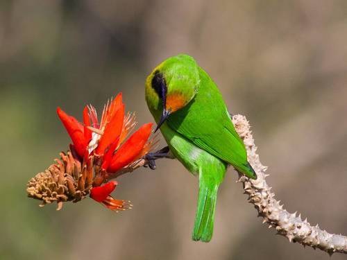 Golden-fronted leafbird