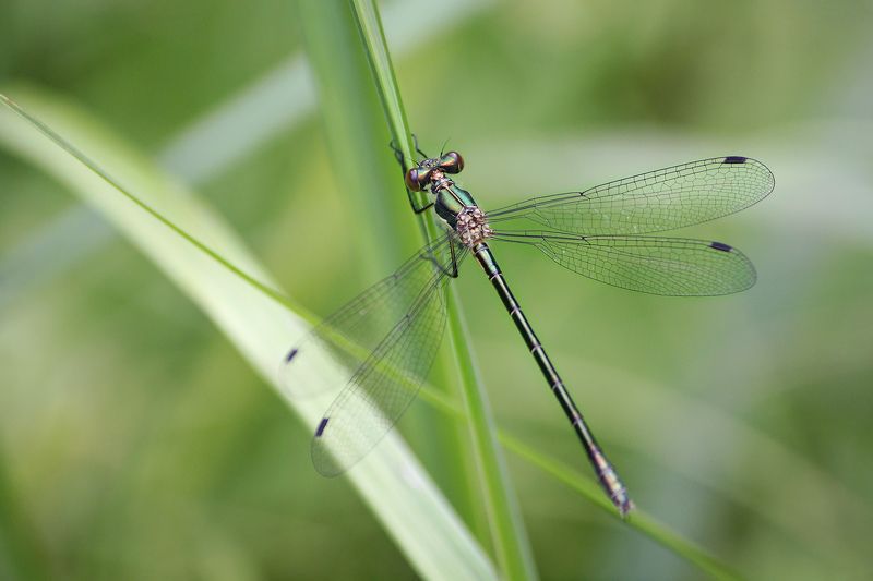 Лютка-невеста (Lestes sponsa) фото превью