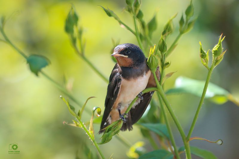 ласточка, птица, фотография, лето, день, животное,  роза, Свирин Вадим, swallow, bird, photography, summer, day, animal, rose, Vadim Svirin Ласточка на розе. фото превью