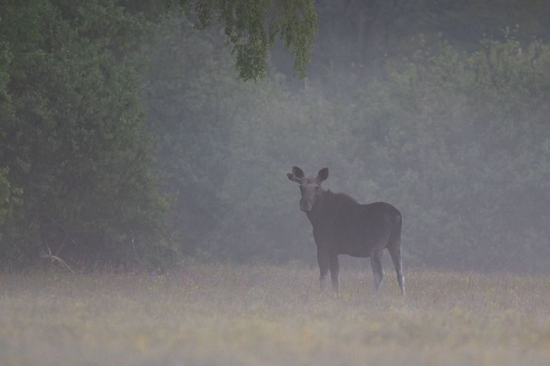 las,polana,łąka,puszcza bialowieska,biłowieża,ssaki,łoś Łoś фото превью