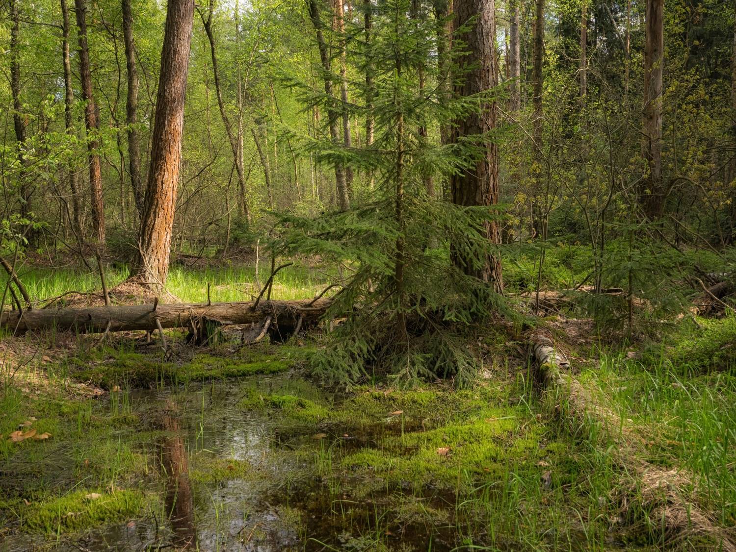 лес, Студнев Сергей