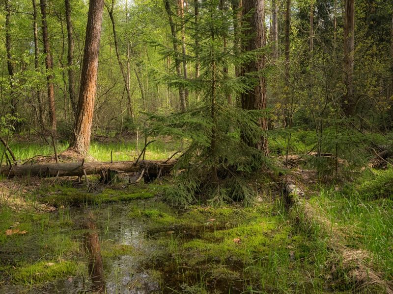 В лесу близ болота фото превью