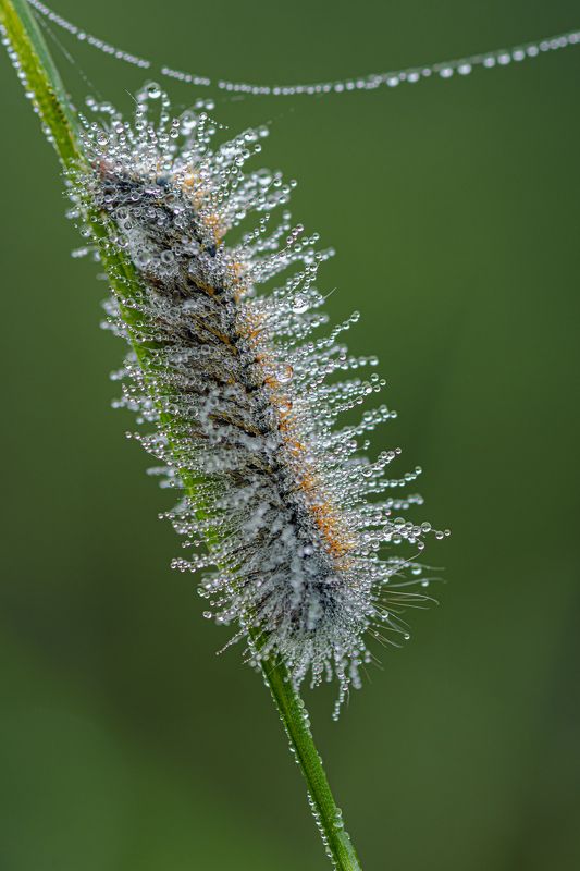 Мокрое утро фото превью