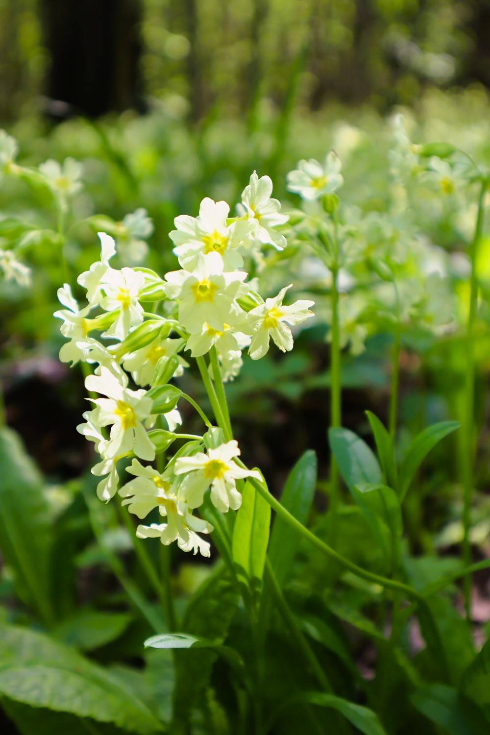 природа,весна,лес,цветок, Козлова Галина