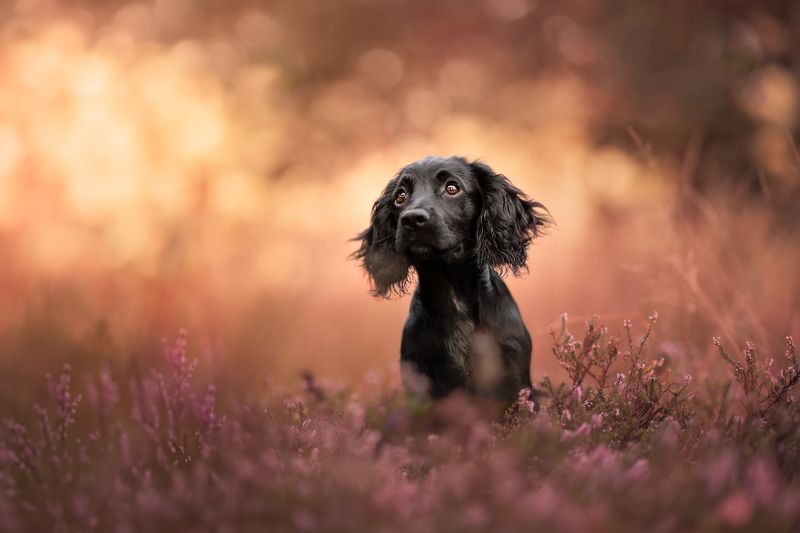 Taboo фото превью