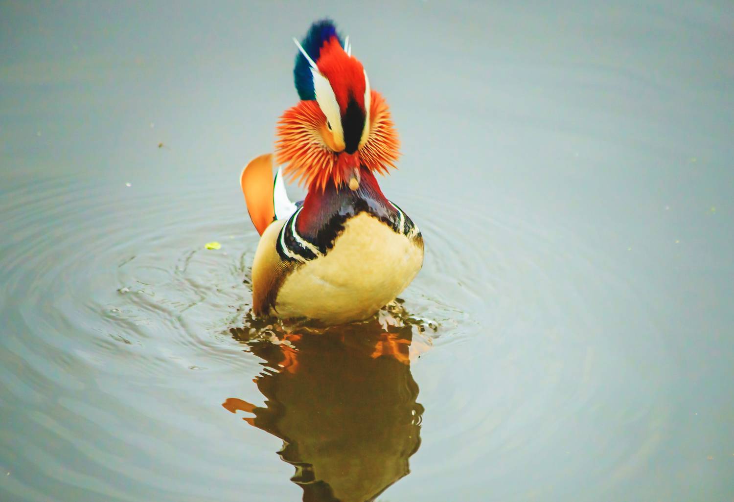 , Сигида Дмитрий