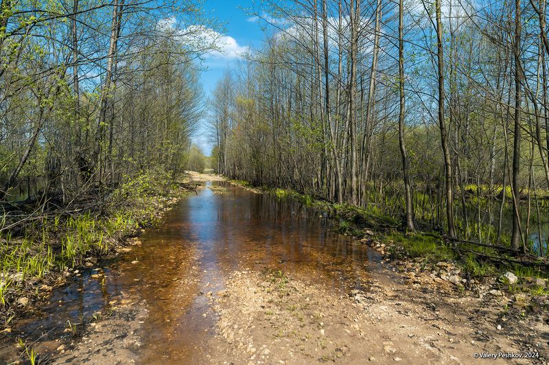 весна, апрель, разлив, лесная река, заливной луг, ольха, дуб, мещёра, рязанская область. Прогулка по Мещёре: апрель фото превью