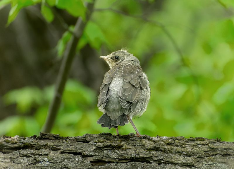 меня  заметили  фото превью