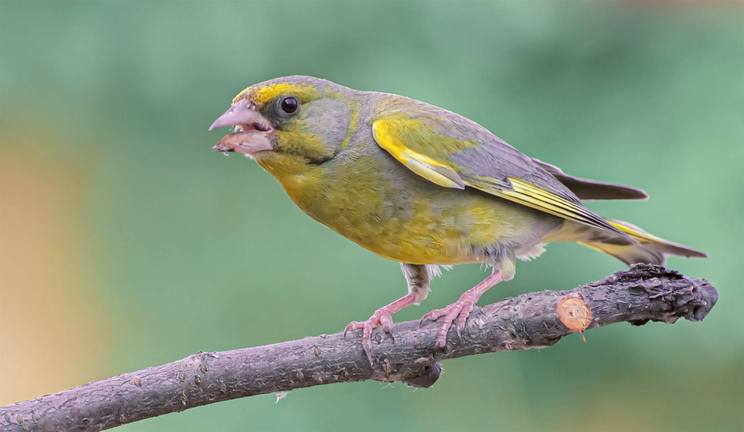 , Сергей Пушкин