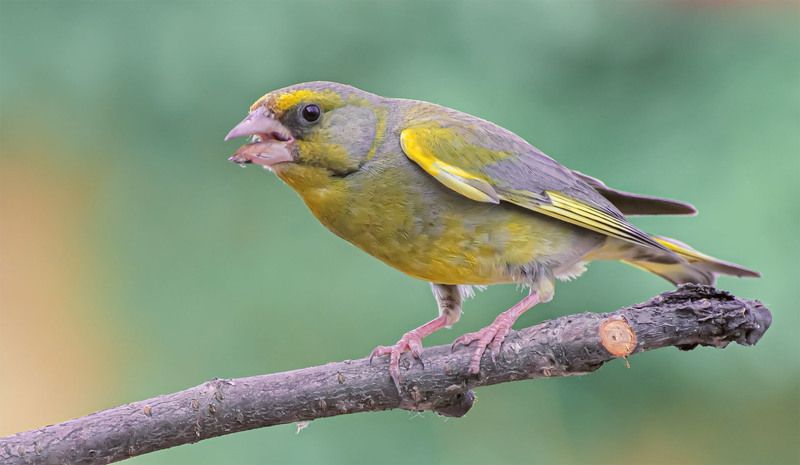 Зеленушка фото превью