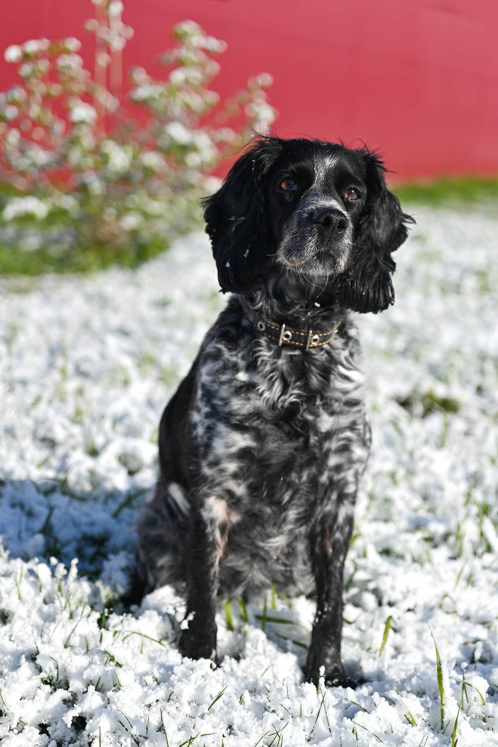 , Калёв Сергей