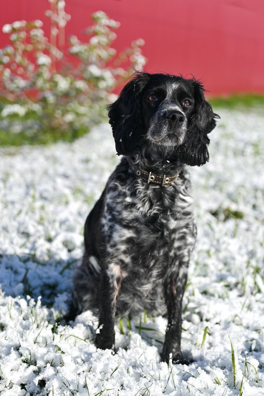 Опять снег! фото превью