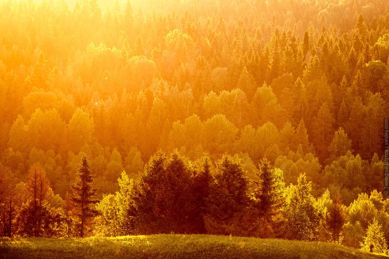 валдай Медовый лес фото превью