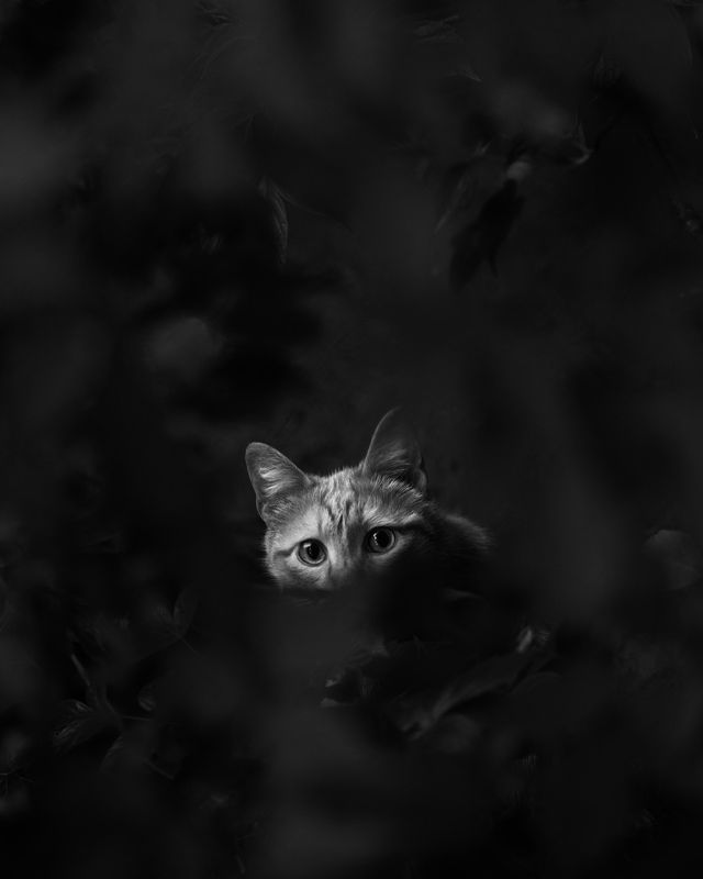 Cat фото превью