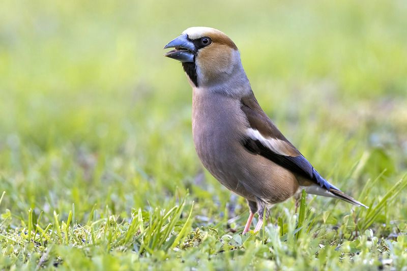 птицы, подмосковье *** фото превью