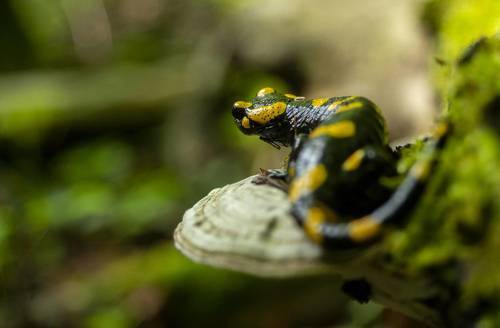 Fire salamander