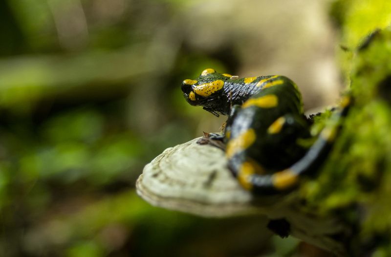 Fire salamander, nature, forest, water, river, amphibians, nature photography, beautiful photography, Fire salamander фото превью