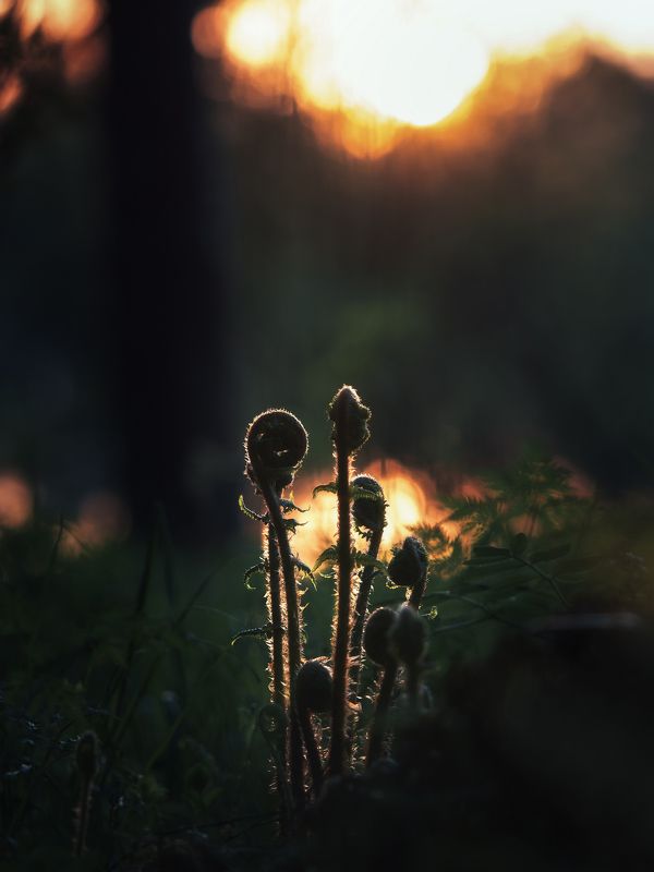 Пробуждение фото превью