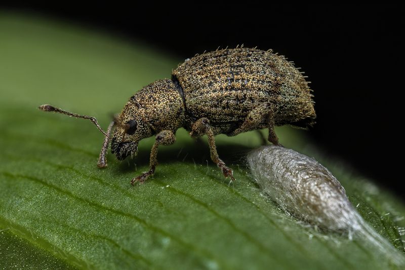 Weevil фото превью