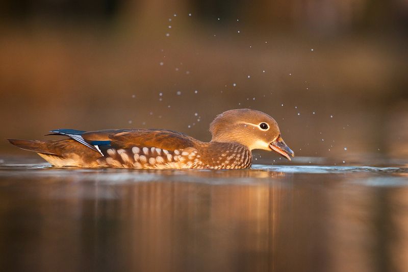Mandarin duck фото превью